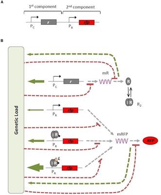 General Analyses of Gene Expression Dependencies on Genetic Burden